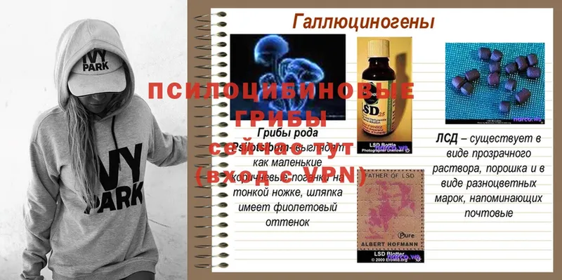 кракен зеркало  Никольское  Псилоцибиновые грибы Psilocybe 